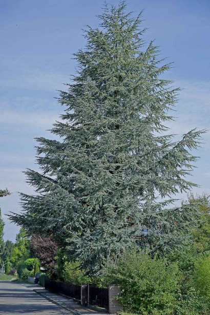 Кедр Глаука доросле хвойне дерево